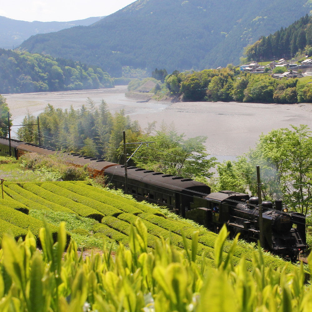 川根茶(緑茶)2袋セット