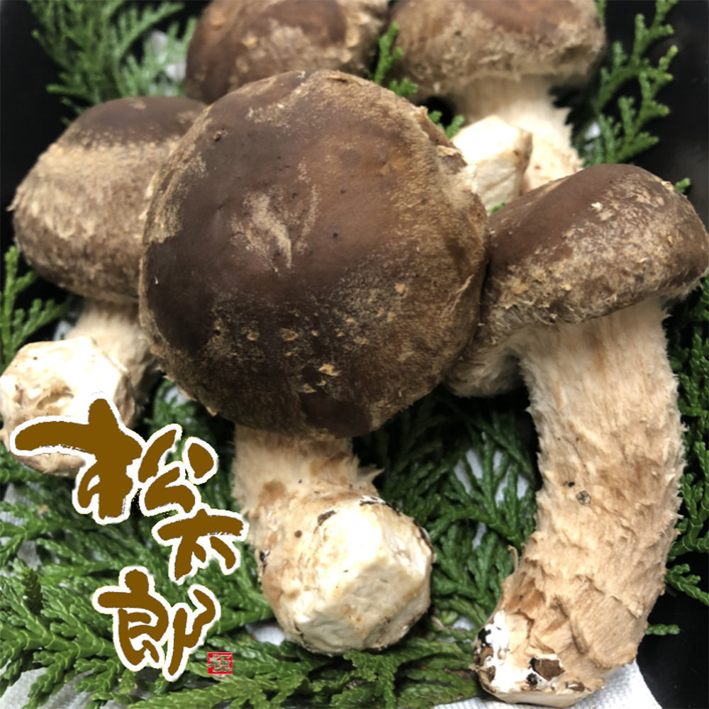 伊勢の国 松茸×椎茸菌 芳醇きのこ 松太郎 150g