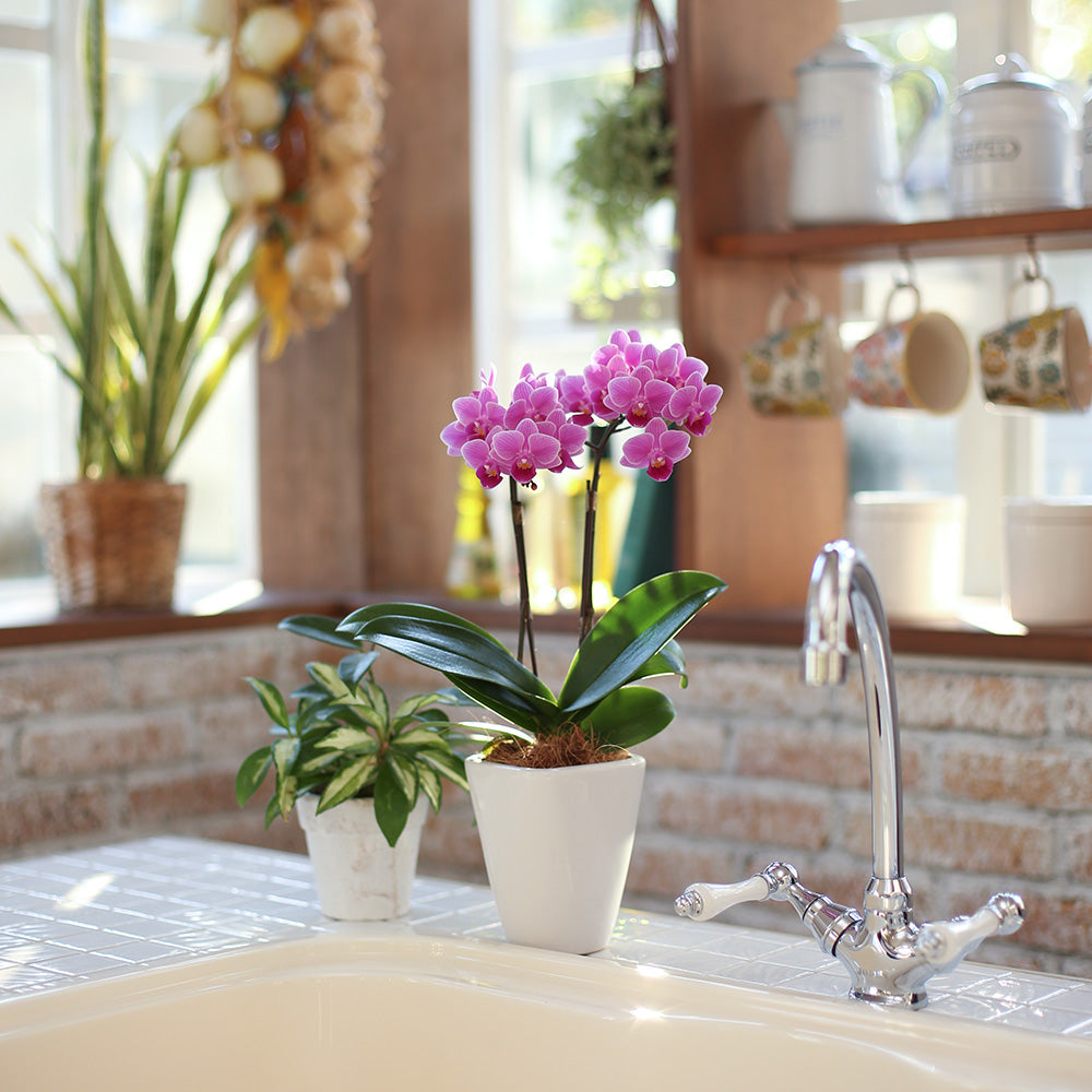 テーブル胡蝶蘭(3号鉢2本立ち 濃ピンク)