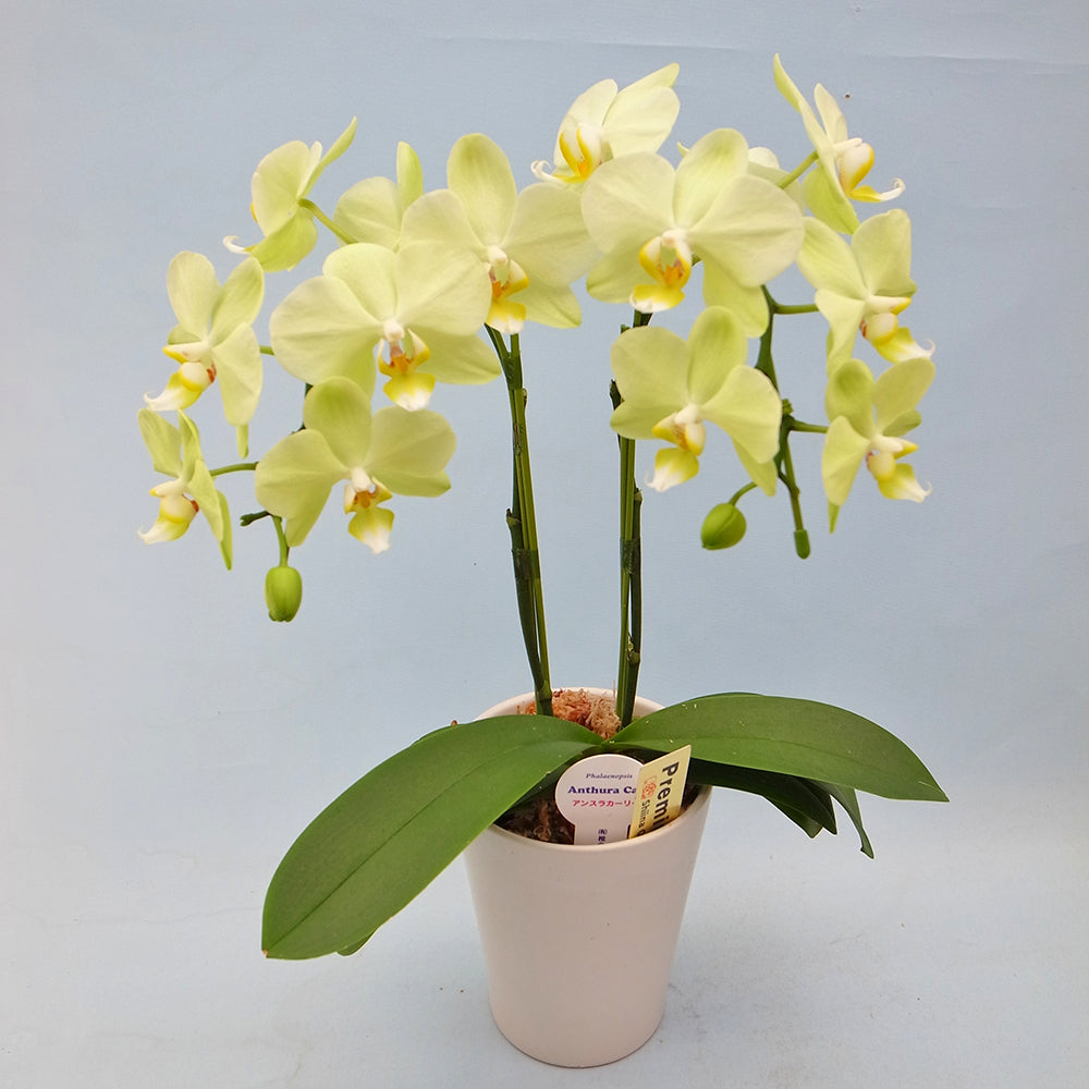 ミディ胡蝶蘭(4号鉢ラージサイズ2本立ち イエロー系)