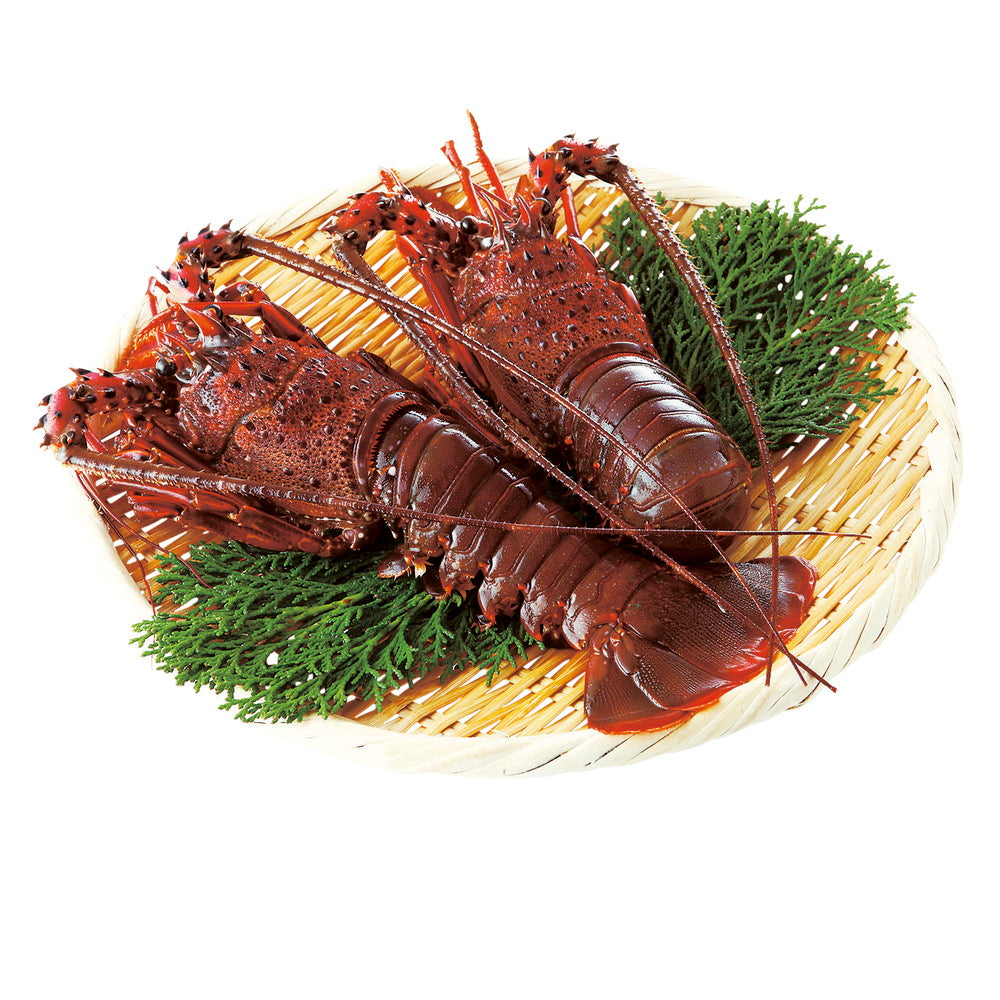 活〆冷凍伊勢えび(600g 計2尾)