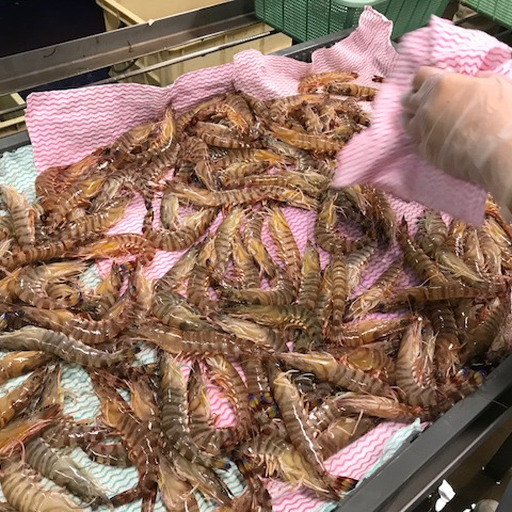 活黒 車海老(400g×2)