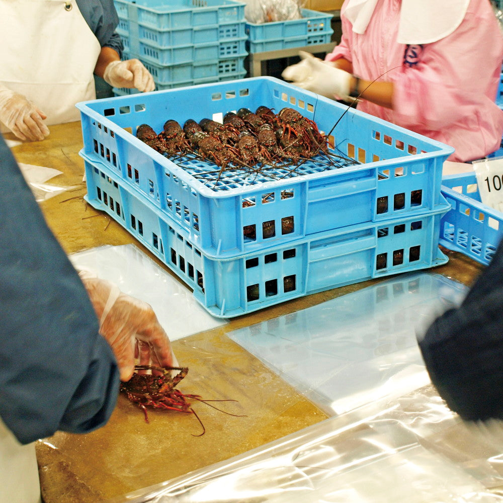 活〆冷凍伊勢えび(600g 計2尾)