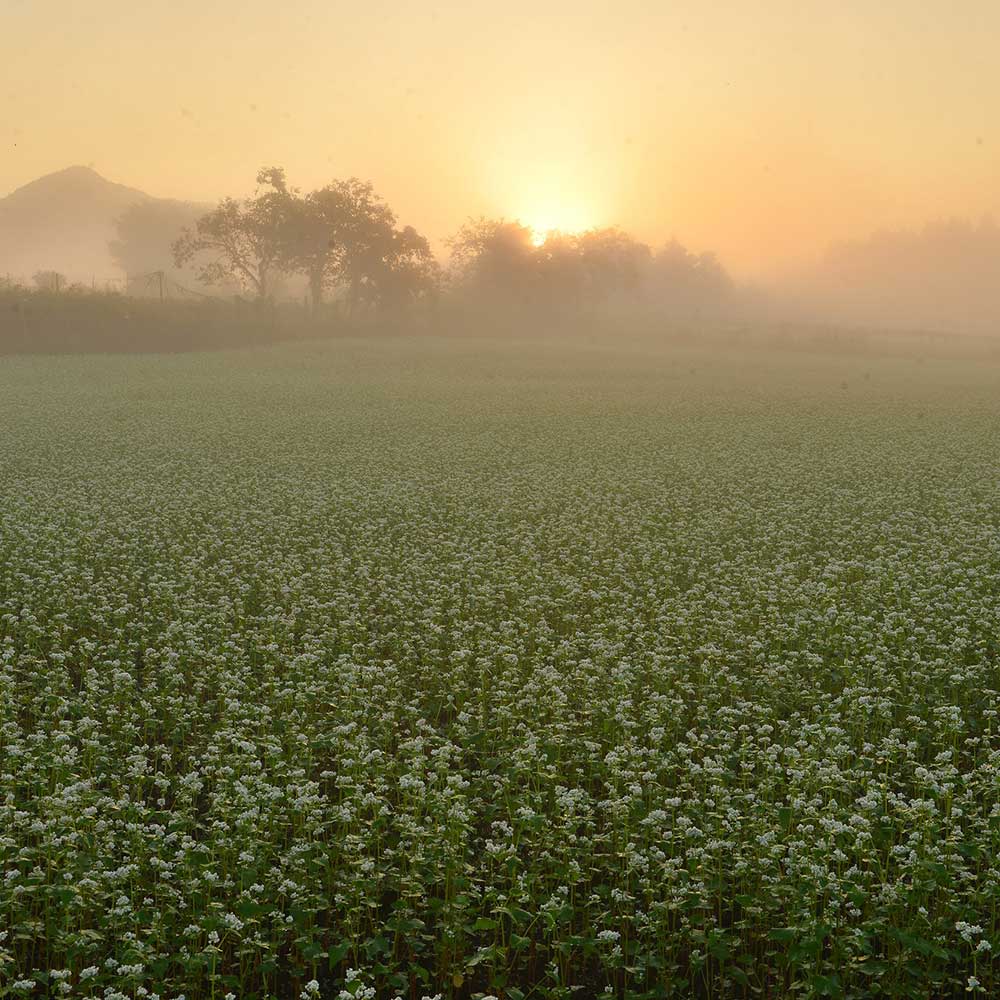 夜久野かすみ　そば三昧セット (乾麺・霧ノ蕎麦茶・玄そばご飯の素)