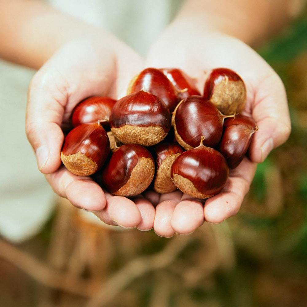 高級和栗モンブラン専門店「いも栗カボチャ」　花柳 百万石ジェラート（6個）
