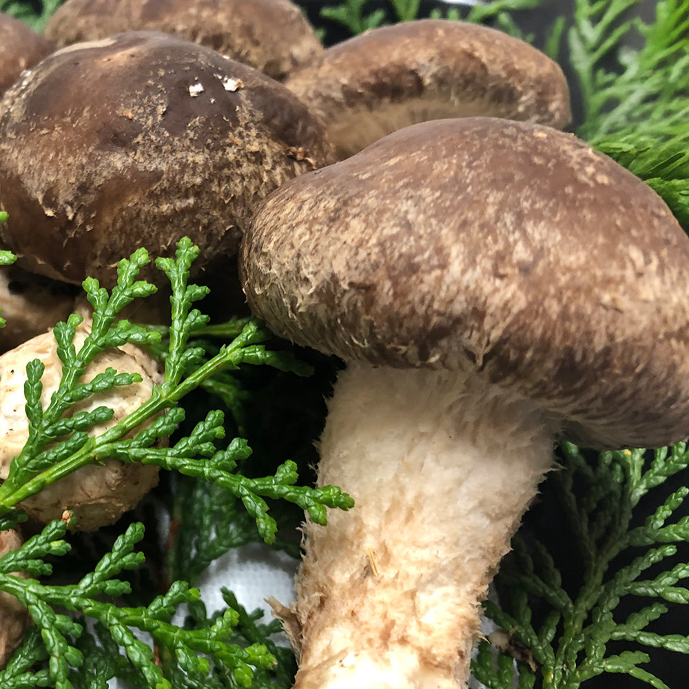 伊勢の国　松茸×椎茸菌 芳醇きのこ　松太郎 150g