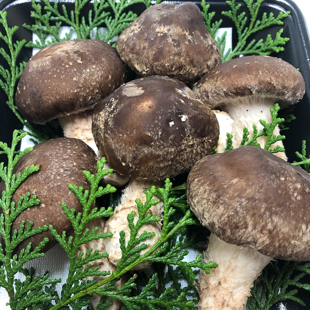 伊勢の国　松茸×椎茸菌 芳醇きのこ　松太郎 150g