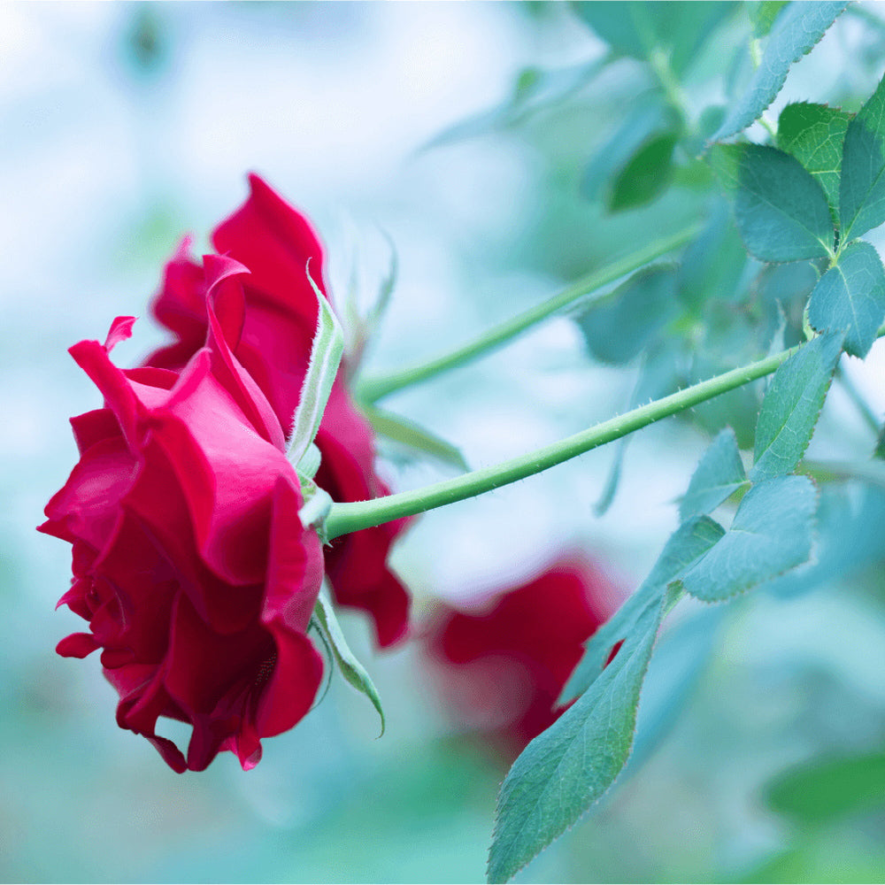 食べられるバラ農園 ROSE LABO ローズマルチミスト