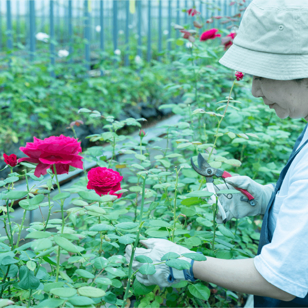 食べられるバラ農園 ROSE LABO ローズブルーム バスソルト