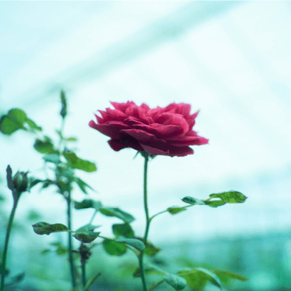 食べられるバラ農園 ROSE LABO 24ROSE ローズヘアオイル