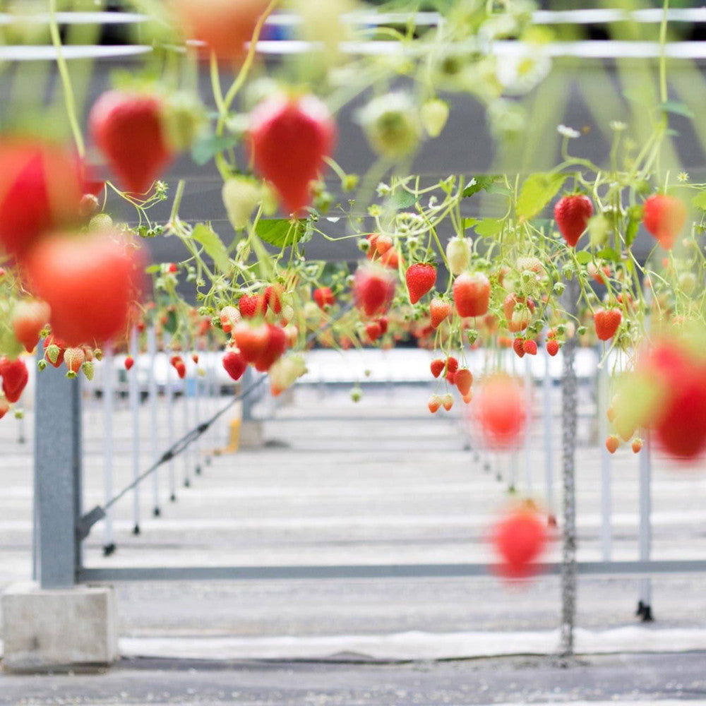 京都チーズケーキ専門店 ソラアオ　京都宇治いちごチーズケーキ