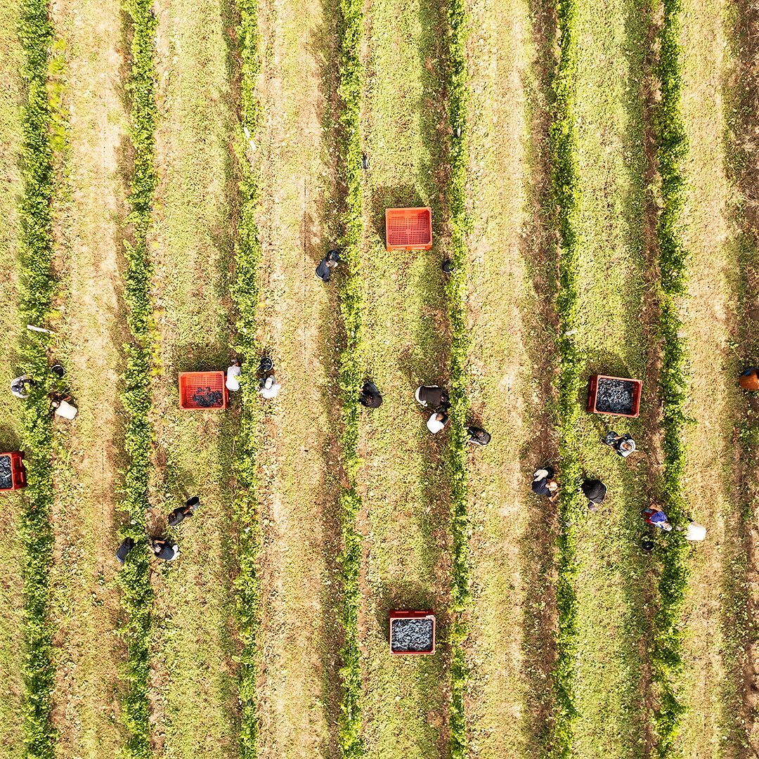 クレスマン ボルドー ハーフボトル フランス(赤ワイン)