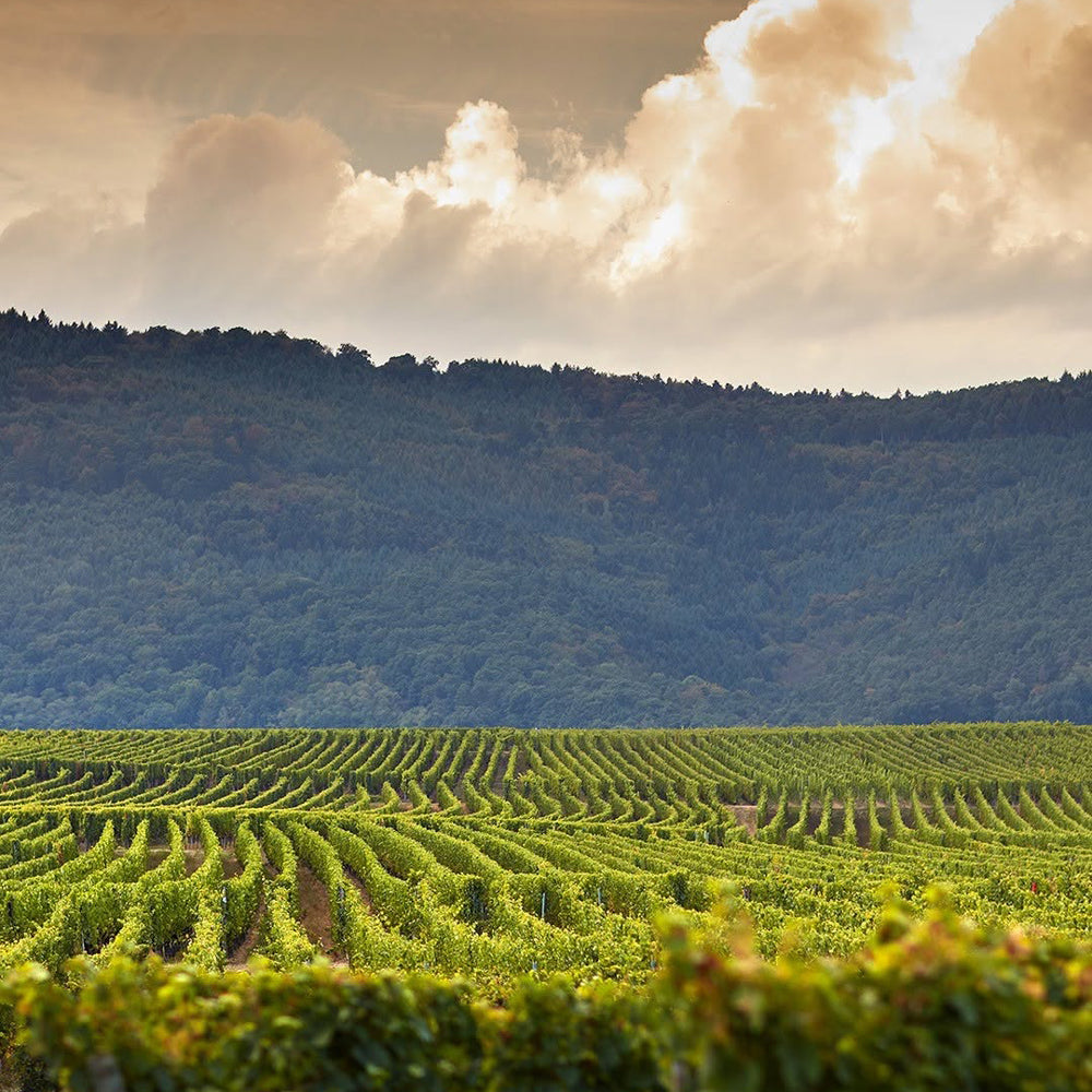 ドップ エ イリオン フランス(白・スパークリングワイン)